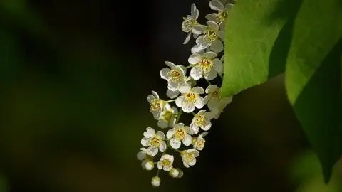 稠李子花稠李子果阅读理解答案 稠李子花稠李子果阅读理解答案三模