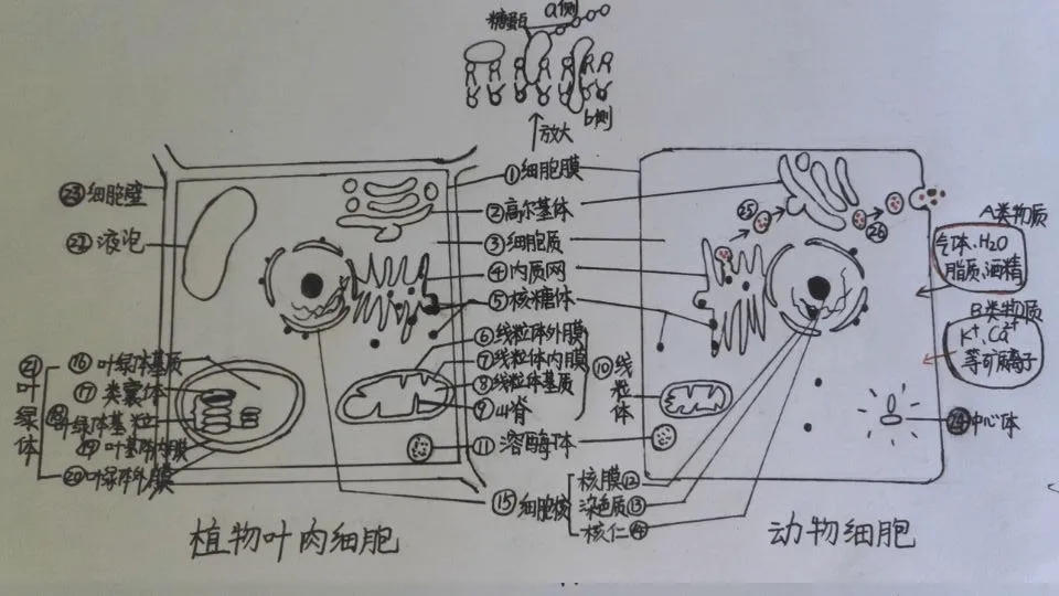 2018年全国高考生物试题卷一及答案详解